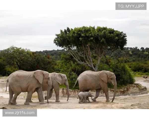 埃切韦里称踩踏意外幸运取胜